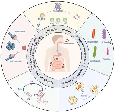 Potential therapeutic target for polysaccharide inhibition of colon cancer progression